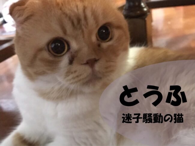 迷子騒動の猫「とうふ」