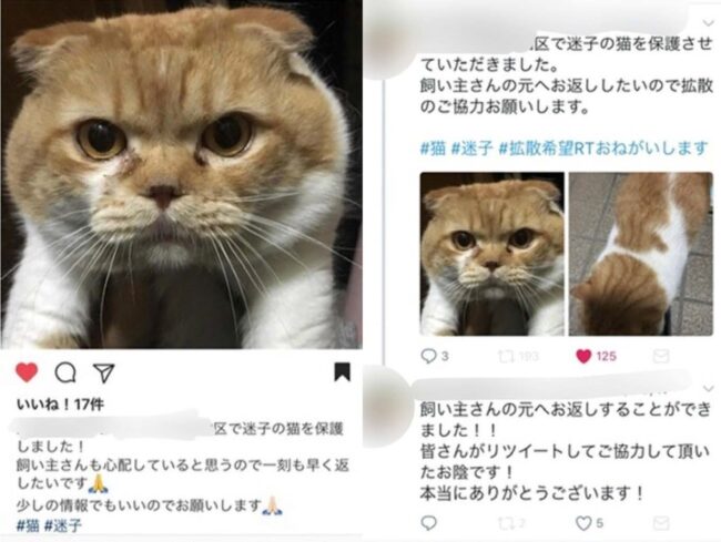 迷子猫保護の投稿があったX（旧Twitter）のスクリーンショット